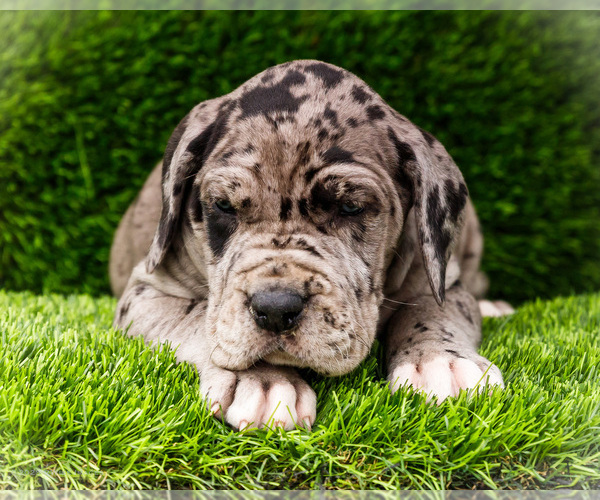 Medium Photo #4 Great Dane Puppy For Sale in WAKARUSA, IN, USA