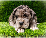 Small #3 Great Dane