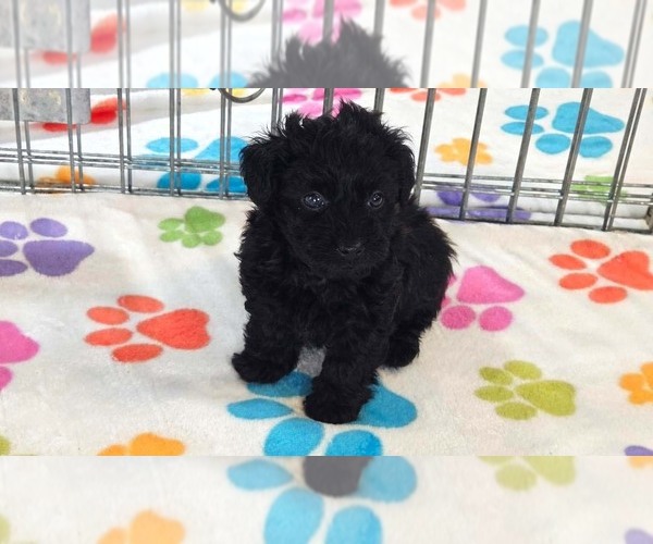 Medium Photo #12 Yorkipoo Puppy For Sale in ORO VALLEY, AZ, USA