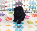 Small #11 Yorkipoo