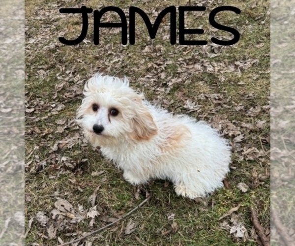 Medium Photo #2 Cavapoo (Miniature) Puppy For Sale in HARTLAND, MN, USA