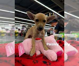 Chihuahua-Unknown Mix Dogs for adoption in Turlock, CA, USA