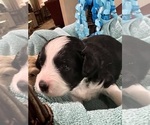 Small Photo #27 Aussiedoodle Miniature  Puppy For Sale in GOSHEN, OH, USA