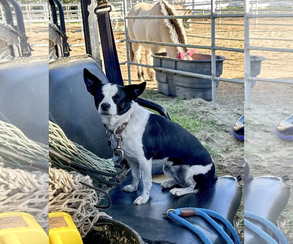 Medium Photo #9 Rat Terrier-Unknown Mix Puppy For Sale in Corona, CA, USA