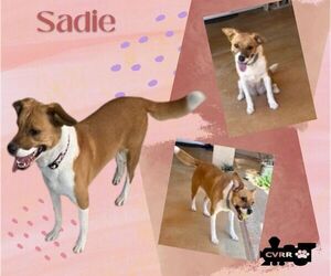 Beagle-Unknown Mix Dogs for adoption in Lindsay, CA, USA