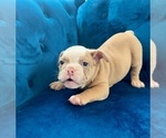 Small #6 English Bulldog