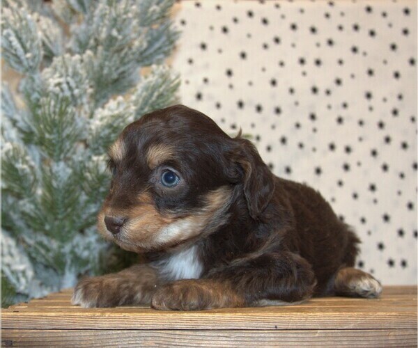 Medium Photo #26 Aussiedoodle Miniature  Puppy For Sale in NEWBERRY, IN, USA
