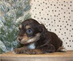 Small Photo #26 Aussiedoodle Miniature  Puppy For Sale in NEWBERRY, IN, USA