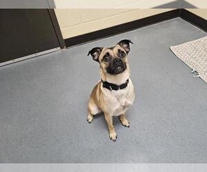 Pug-Unknown Mix Dogs for adoption in Denver, CO, USA