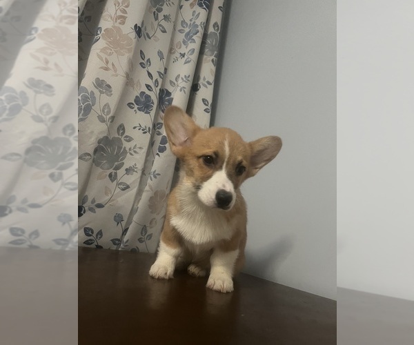 Medium Photo #23 Pembroke Welsh Corgi Puppy For Sale in DURHAM, CT, USA