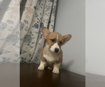Small #22 Pembroke Welsh Corgi