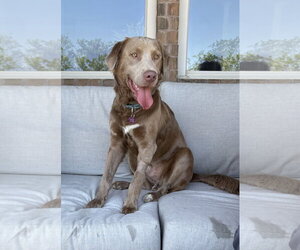 Charlie Chaplin - Male Goldmaraner Dog for Adoption - Photo #11