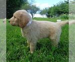 Small Photo #3 Goldendoodle-Poodle (Standard) Mix Puppy For Sale in THORP, WI, USA