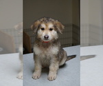 Small Photo #4 German Shepherd Dog-Siberian Husky Mix Puppy For Sale in NAVAL BASE VENTURA COUNTY, CA, USA