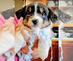 Puppy Mickie Miniature Australian Shepherd