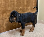 Small #1 Bloodhound