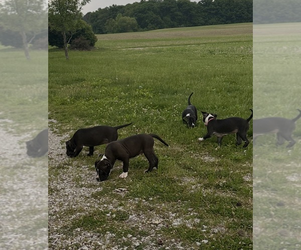 Medium Photo #6 Bullypit Puppy For Sale in BETHALTO, IL, USA