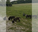 Small #5 Bullypit