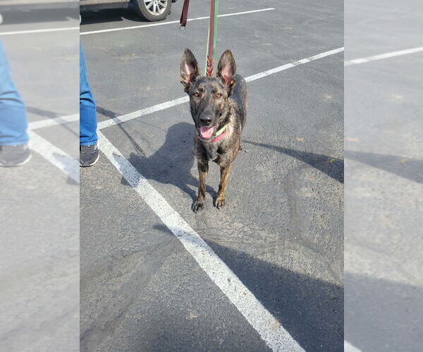 Medium Photo #6 Holland Shepherd Puppy For Sale in Imlay City, MI, USA