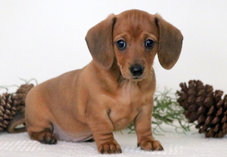 Dachshund Puppy for sale in MOUNT JOY, PA, USA