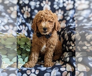 Goldendoodle (Miniature) Puppy for sale in OXFORD, PA, USA