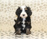 Small #4 Bernedoodle (Miniature)