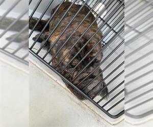 Mutt Dogs for adoption in Houston, TX, USA