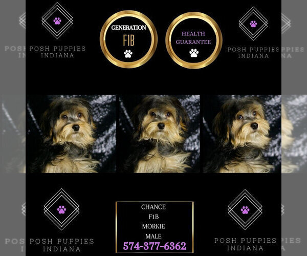 Medium Photo #45 Morkie Puppy For Sale in WARSAW, IN, USA