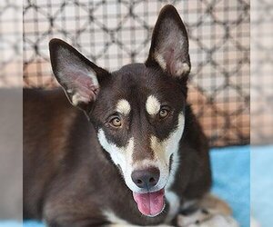 Huskies -Unknown Mix Dogs for adoption in Kanab, UT, USA