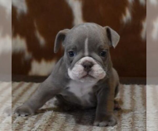 Medium Photo #2 English Bulldog Puppy For Sale in MARSHFIELD, MO, USA