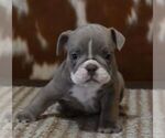 Small #1 English Bulldog
