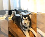 Small #1 Alaskan Malamute