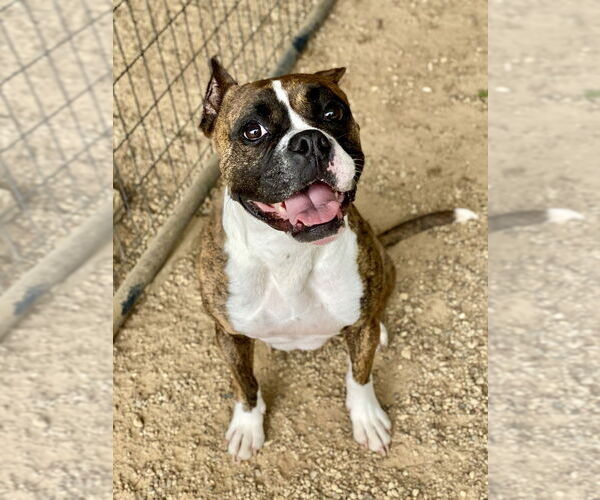 Medium Photo #12 Boxer Puppy For Sale in Austin, TX, USA