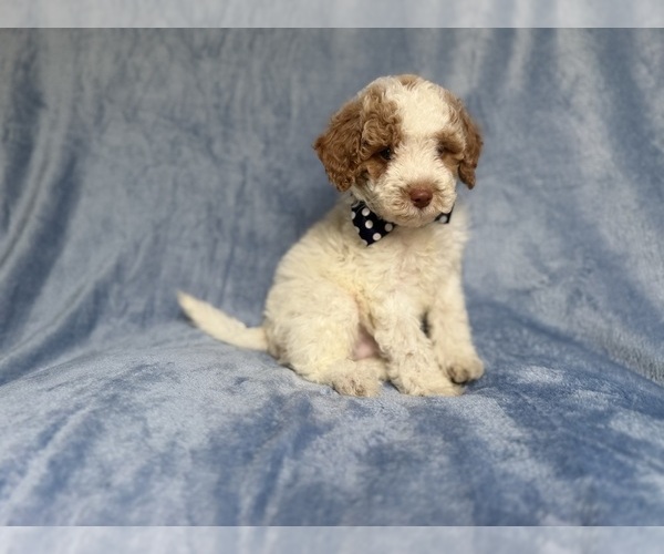 Medium Photo #1 Poodle (Miniature) Puppy For Sale in LAKELAND, FL, USA