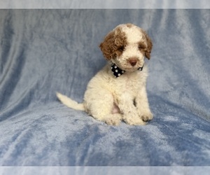 Poodle (Miniature) Puppy for sale in LAKELAND, FL, USA