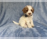 Small Poodle (Miniature)