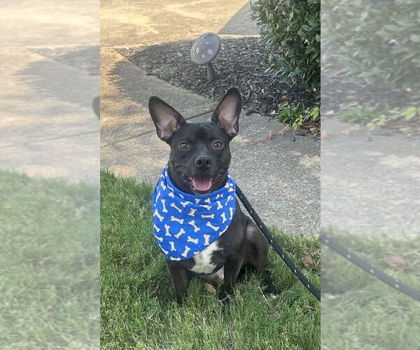 Medium Photo #5 Mutt Puppy For Sale in Munford, TN, USA