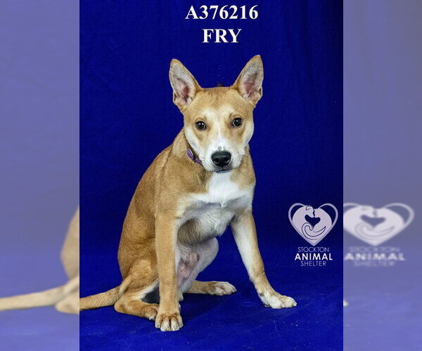 Medium Photo #2 Mutt Puppy For Sale in Stockton, CA, USA