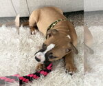 Small #2 Boxer-Staffordshire Bull Terrier Mix