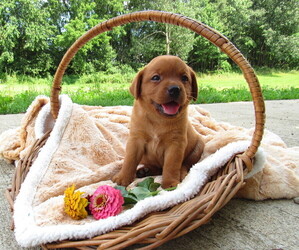 Labrador Retriever Puppy for sale in LOUDONVILLE, OH, USA