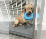 Small #1 Golden Retriever