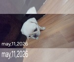 Small #3 Pug
