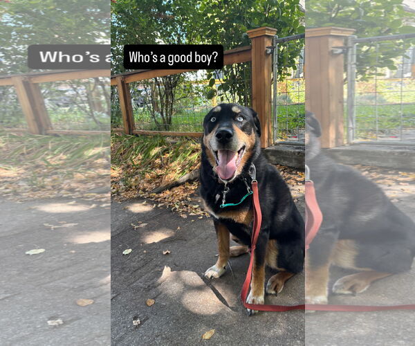 Medium Photo #3 Rottweiler-Siberian Husky Mix Puppy For Sale in Sandy, UT, USA