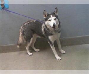 Siberian Husky-Unknown Mix Dogs for adoption in Las Vegas, NV, USA