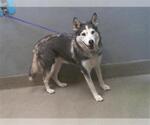 Small Siberian Husky Mix