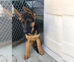 Small Photo #2 German Shepherd Dog Puppy For Sale in CHAMPAIGN, IL, USA