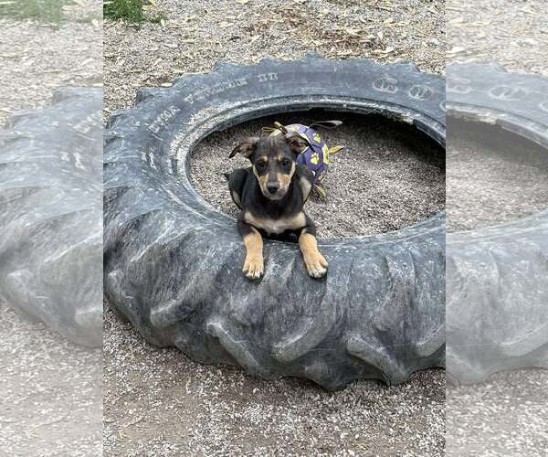 Medium Photo #2 Boxer-Unknown Mix Puppy For Sale in MIDWAY, UT, USA