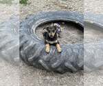 Small #1 Boxer Mix