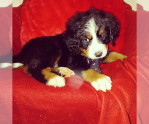 Bernese Mountain Dog Puppy for sale in CRAWFORDSVILLE, IN, USA