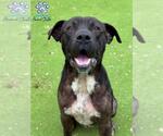 Small #2 Staffordshire Bull Terrier
